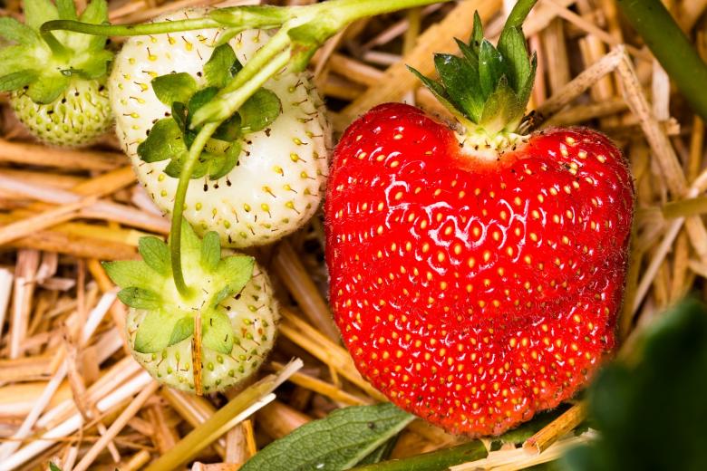 Free stock image of Fresh Strawberries created by Pixabay