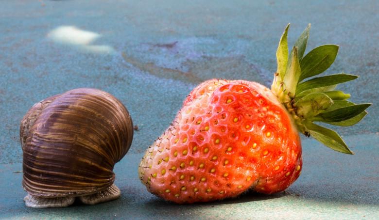 Free stock image of Snail on the Strawberry created by Pixabay