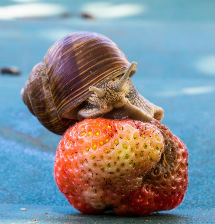 Free stock image of Snail on the Strawberry created by Pixabay