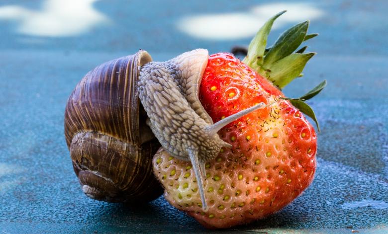 Free stock image of Snail on the Strawberry created by Pixabay