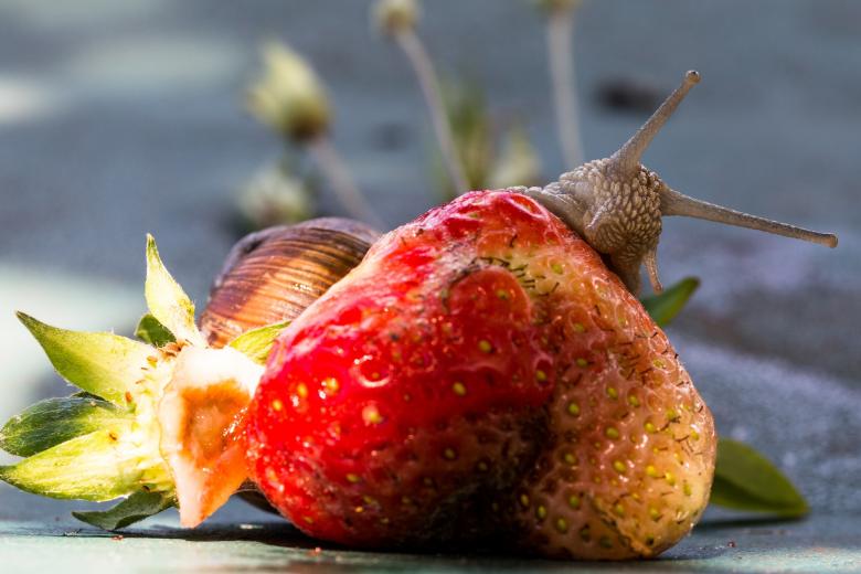 Free stock image of Snail on the Strawberry created by Pixabay