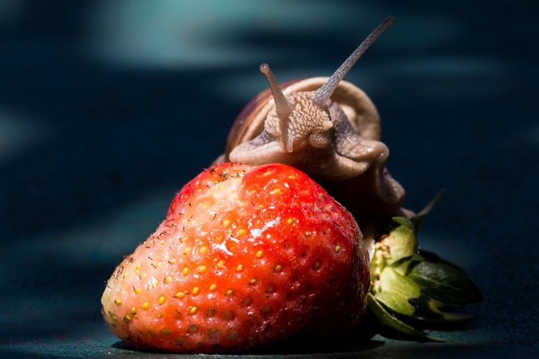 Free stock image of Snail on the Strawberry created by Pixabay
