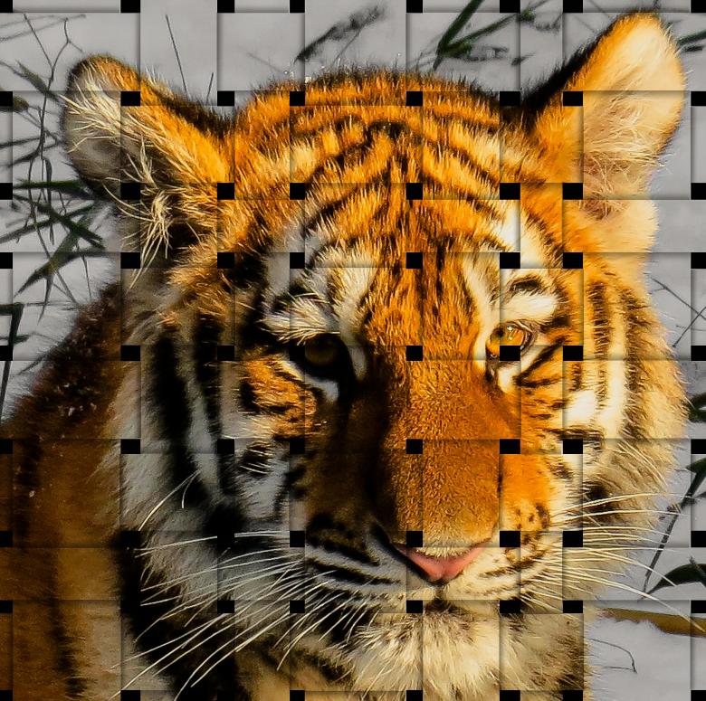 Free stock image of Bengal Tiger created by Pixabay
