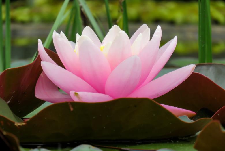 Free stock image of Water Lily created by Pixabay