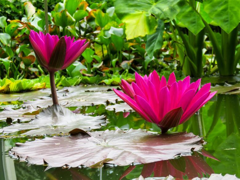 Free stock image of Water Lily created by Pixabay