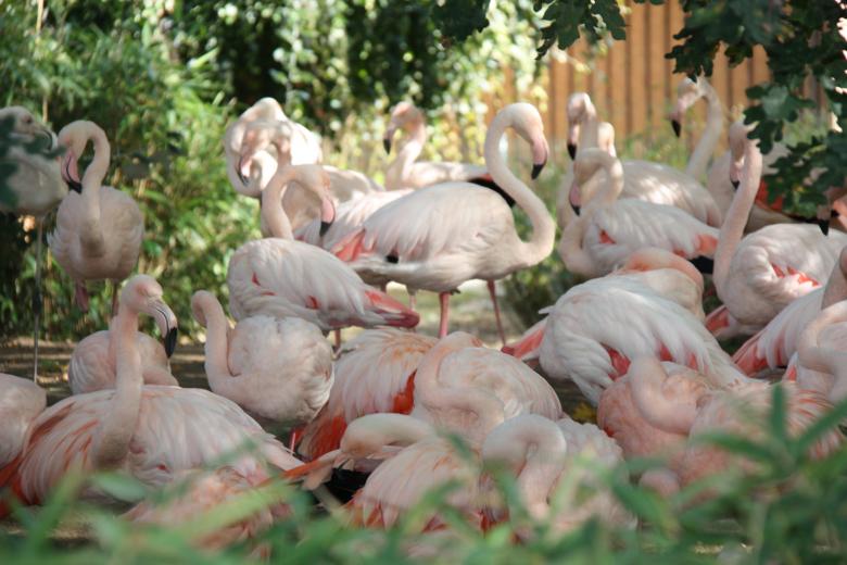 Free stock image of Flamingos created by Monika Zając