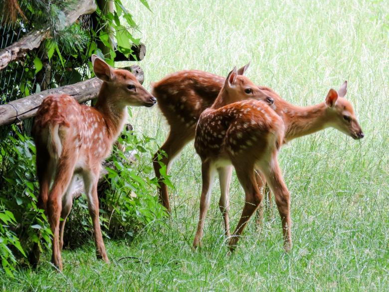 Free stock image of Roe Deer created by Pixabay