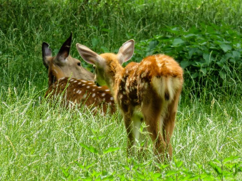 Free stock image of Roe Deer created by Pixabay