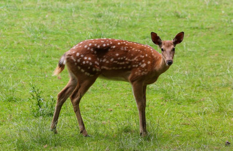 Free stock image of Roe Deer created by Pixabay