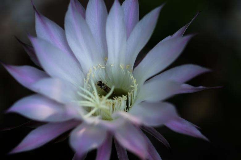 Free stock image of Insect on the Flower created by Pixabay
