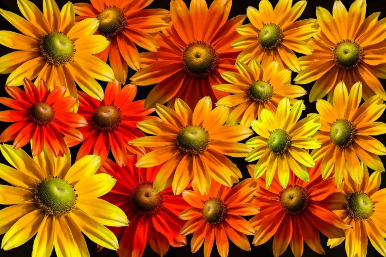 Free stock image of Bunch of Blutenmeer created by Pixabay