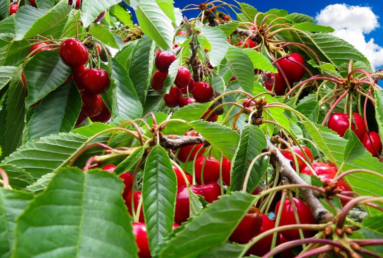 Free stock image of Fresh Cherries created by Pixabay