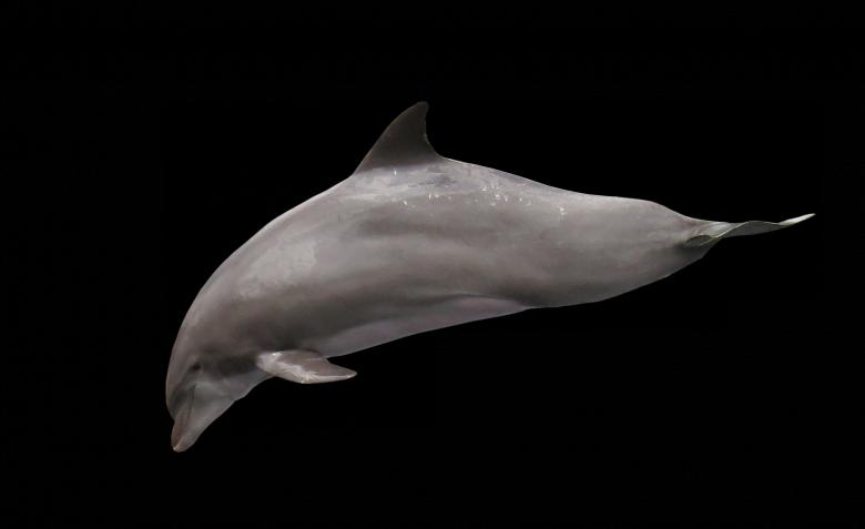 Free stock image of Dolphin in the Sea created by Pixabay