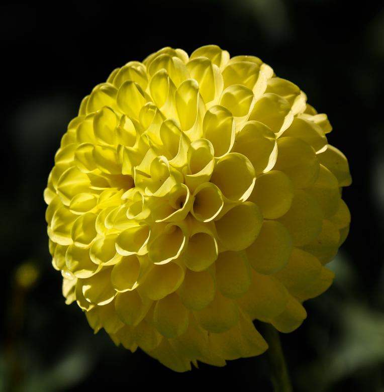 Free stock image of Yellow Dahlia created by Pixabay