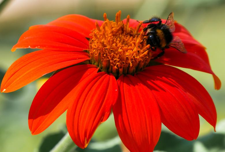 Free stock image of Bee on the Flower created by Pixabay