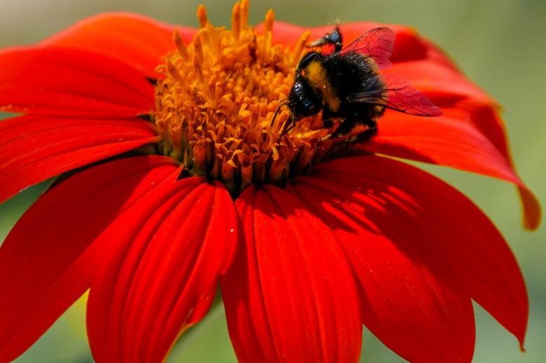 Free stock image of Bee on the Flower created by Pixabay