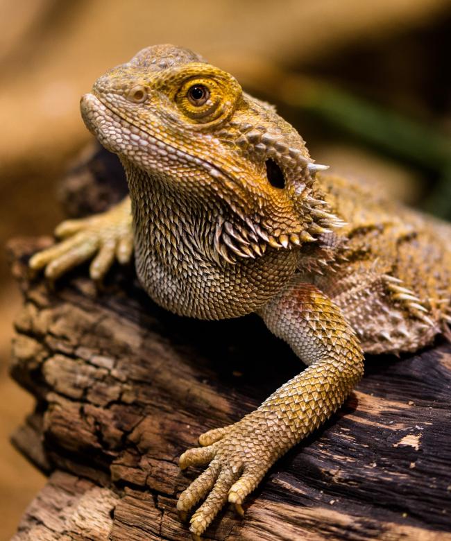 Free stock image of Wild Lizard created by Pixabay