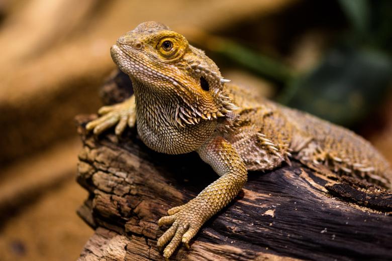 Free stock image of Wild Lizard created by Pixabay