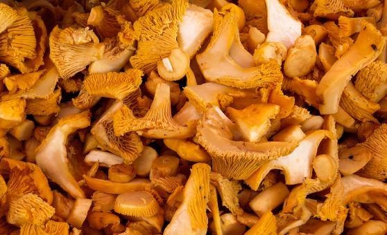 Free Stock Photo of Fresh Mushrooms