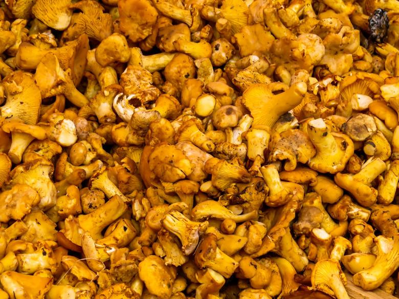 Free stock image of Fresh Mushrooms created by Pixabay