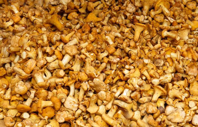 Free stock image of Fresh Mushrooms created by Pixabay