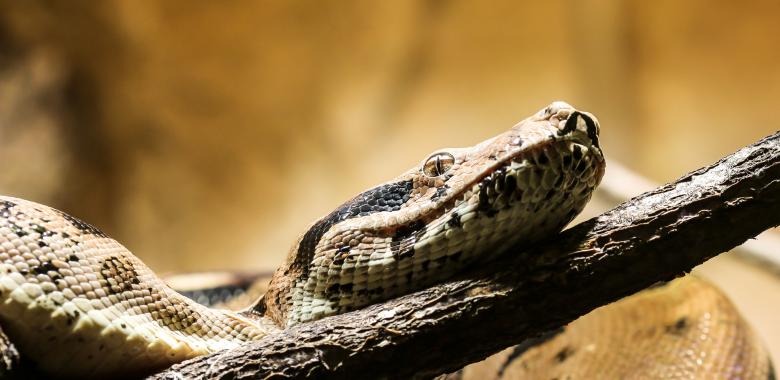 Free stock image of Python in the Jungle created by Pixabay
