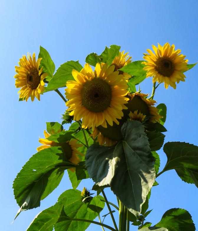 Free stock image of Blooming Sunflowers created by Pixabay