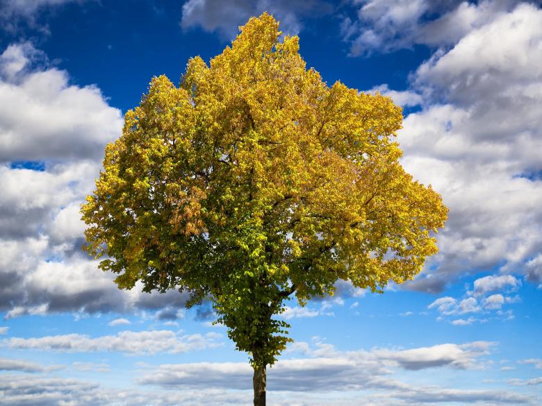 Free stock image of Tree in Autumn created by Pixabay