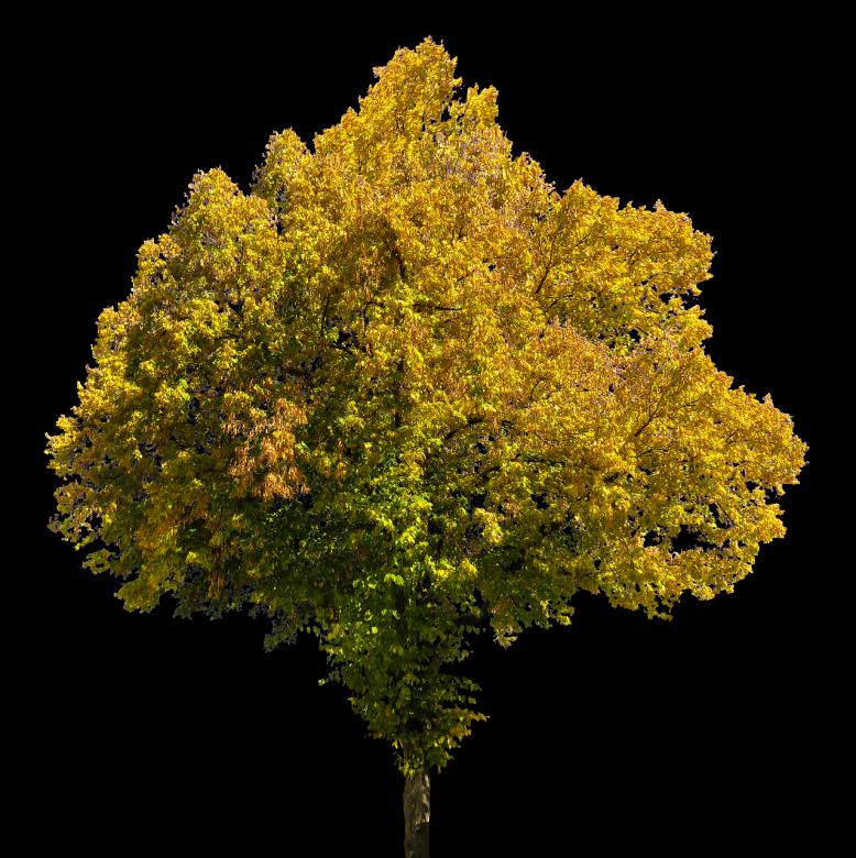 Free stock image of Tree in Autumn created by Pixabay