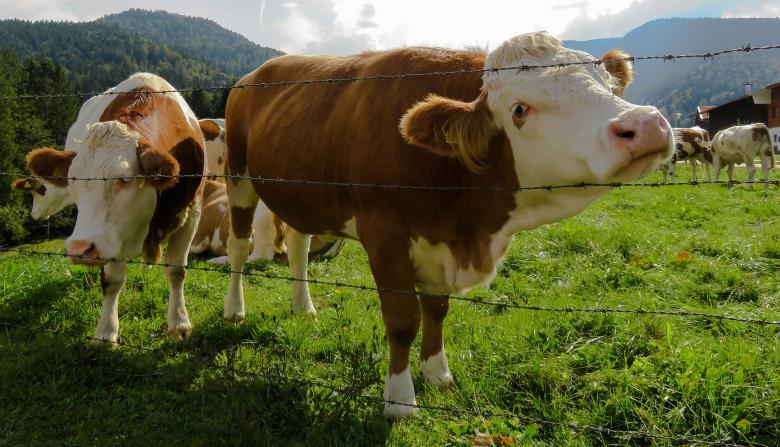 Free stock image of Cows in the Farm created by Pixabay