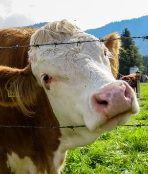 Free Stock Photo of Cows in the Farm