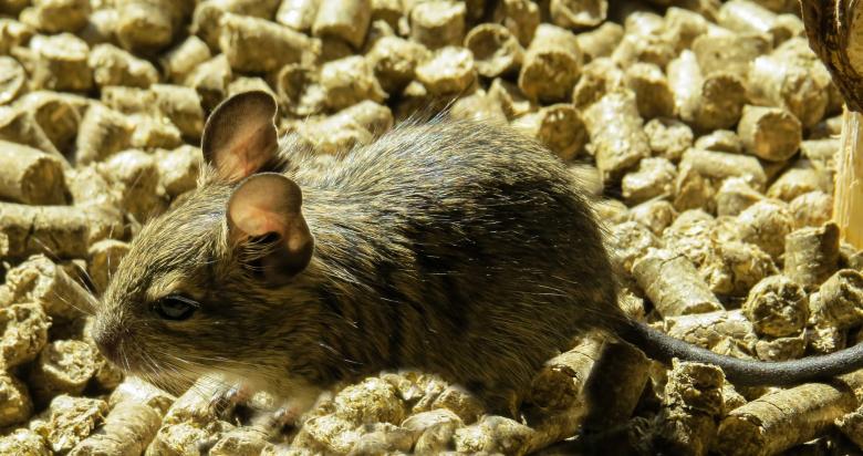 Free stock image of Degu Macro created by Pixabay