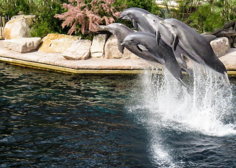 Free stock image of Dolphins in the Park created by Pixabay