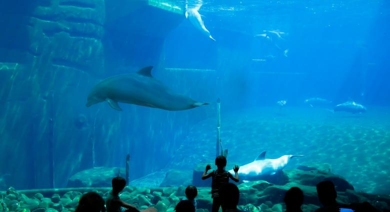 Free stock image of Dolphin in the Aquarium created by Pixabay