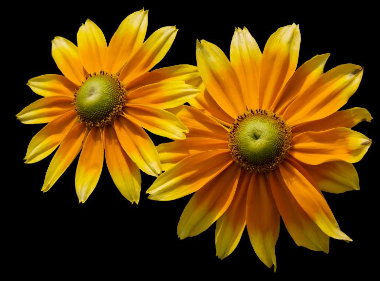 Free stock image of Blooming Flowers created by Pixabay