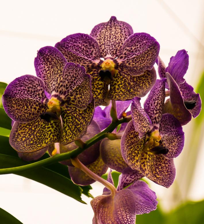 Free stock image of Wild Orchids created by Pixabay
