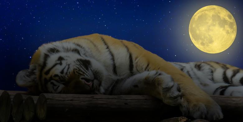 Free stock image of Sleeping Tiger created by Pixabay