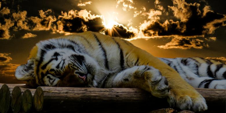 Free stock image of Sleeping Tiger created by Pixabay