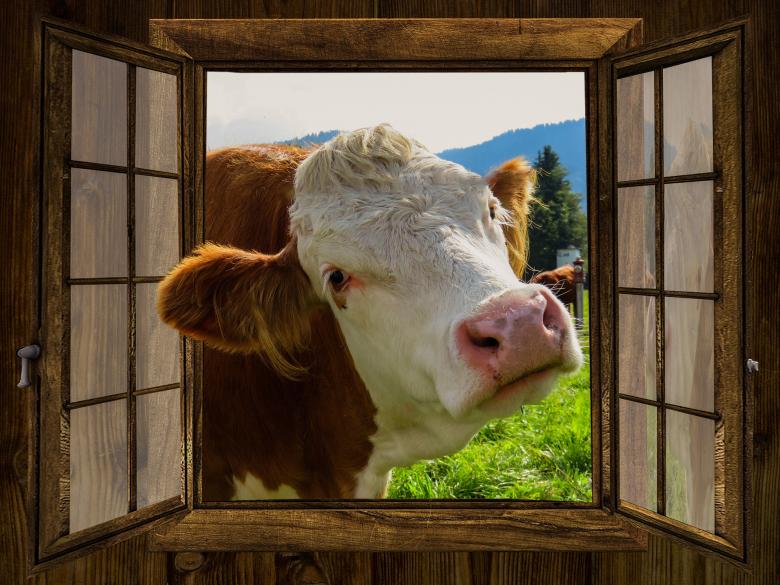 Free stock image of Cow through the Window created by Pixabay