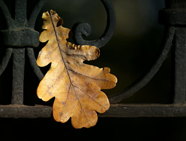 Free stock image of Oak leaf created by svklimkin