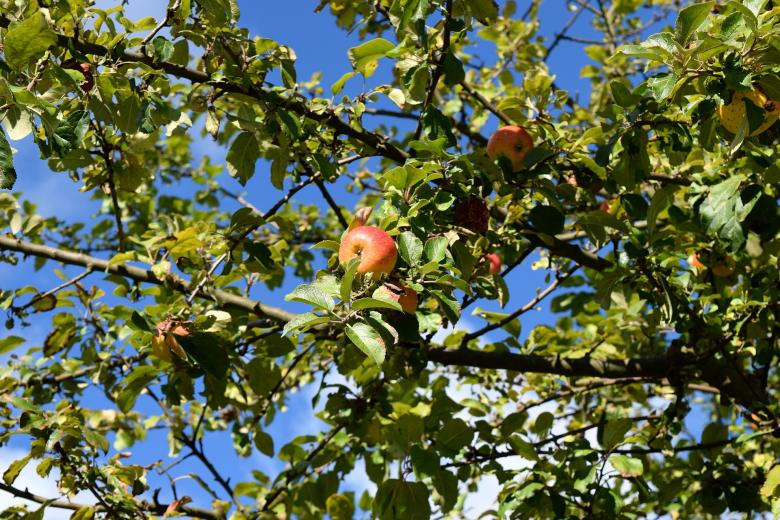 Free stock image of Fresh Apples created by Pixabay