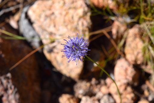 Free Stock Photo of Blooming Flower