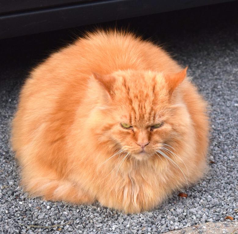 Free stock image of Brown Cat created by Pixabay