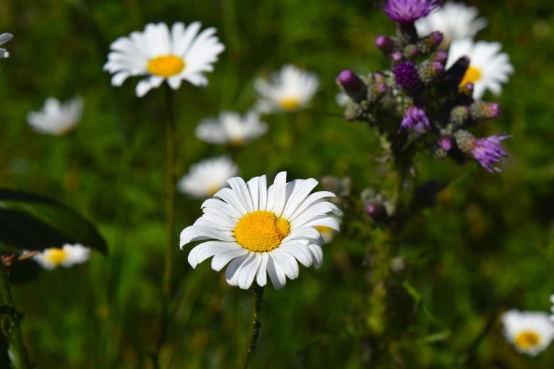 Free stock image of Fresh Chamomile created by Pixabay