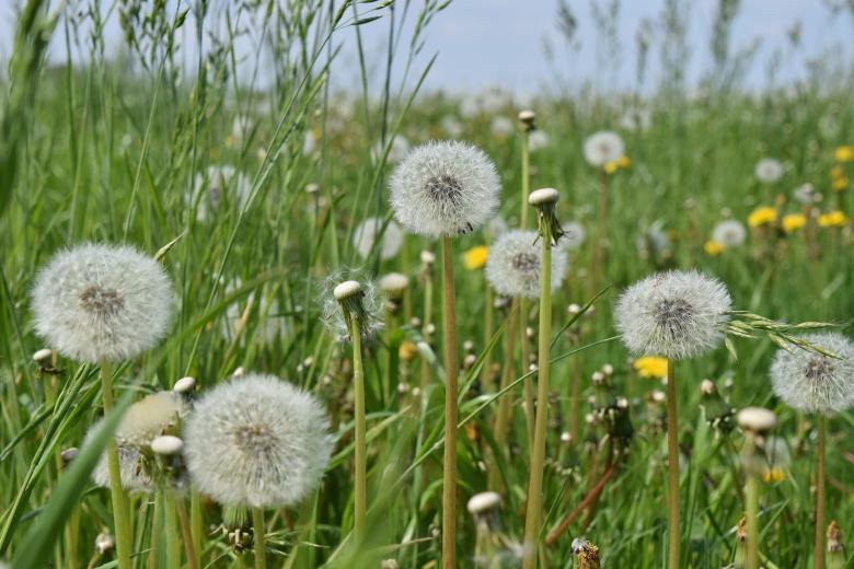 Free stock image of Dandelion Macro created by Pixabay