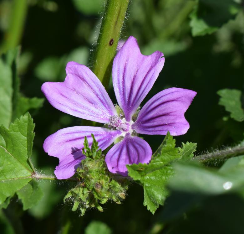 Free stock image of Fresh Flower created by Pixabay
