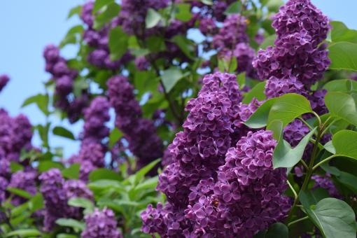 Free Stock Photo of Fresh Flowers
