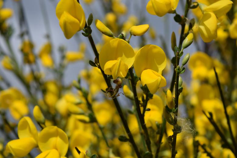 Free stock image of Fresh Forsythia created by Pixabay