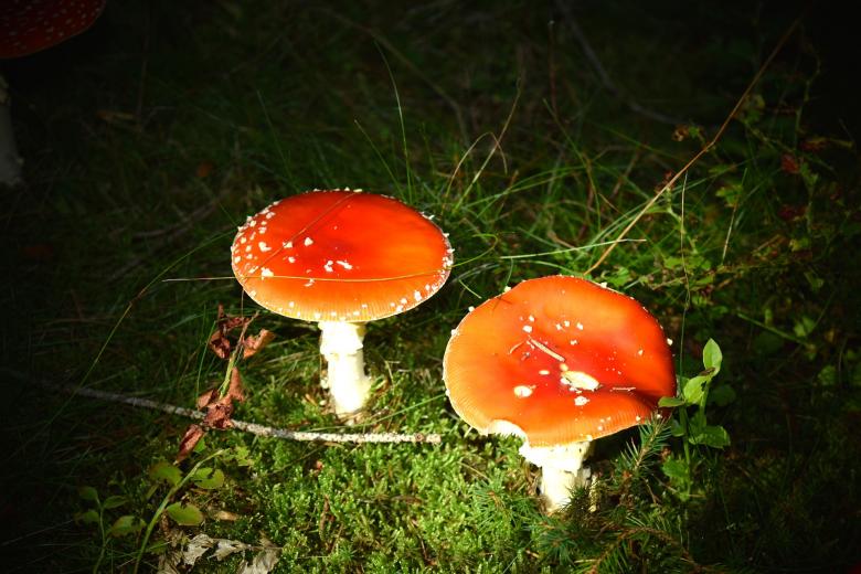 Free stock image of Wild Mushrooms created by Pixabay