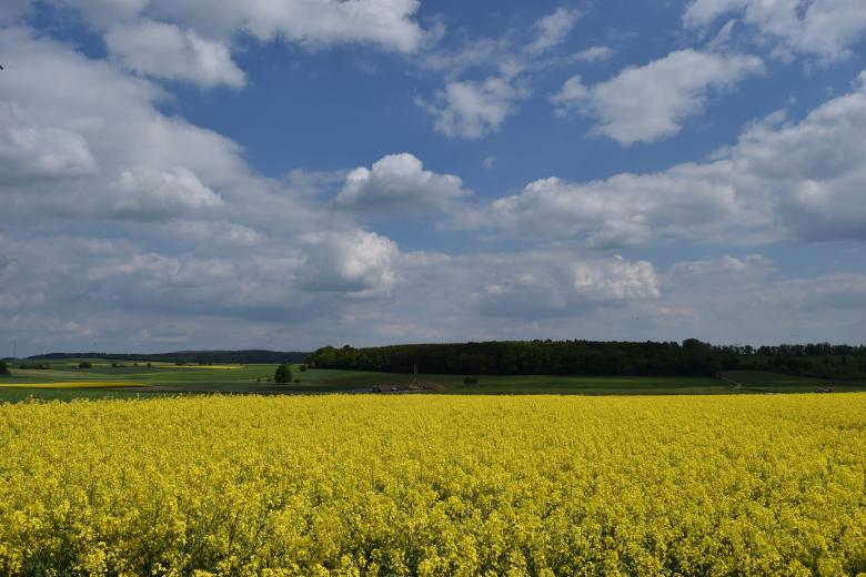 Free stock image of Oilseed Rape created by Pixabay